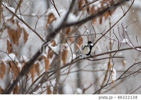 シジュウカラ＿四十雀＿野鳥 86322138