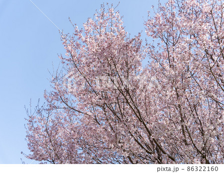 桜　ソメイヨシノバックグラウンド 86322160