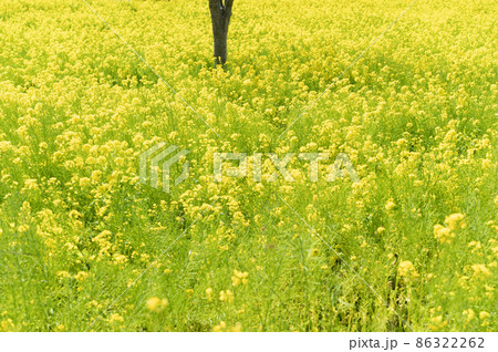 菜の花畑 菜の花畑 86322262