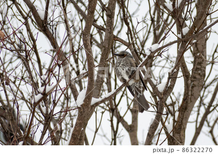 ヒヨドリ_白頭鳥_鵯 ヒヨドリ_白頭鳥_鵯 86322270