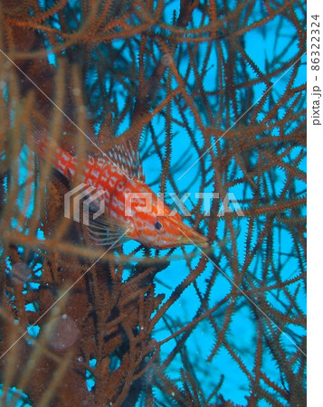 クダゴンベ　沖縄の海　水中写真 86322324
