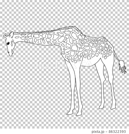 キリン 線画 シンプル リアル モノクロ イラストのイラスト素材