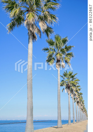 千葉フォルニアの椰子と海 千葉フォルニアの椰子と海 86322667