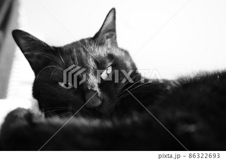 見下ろす黒猫 86322693