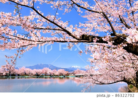 臥竜公園の桜 86322702