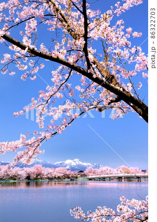 臥竜公園の桜 臥竜公園の桜 86322703