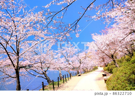 臥竜公園の桜 臥竜公園の桜 86322710