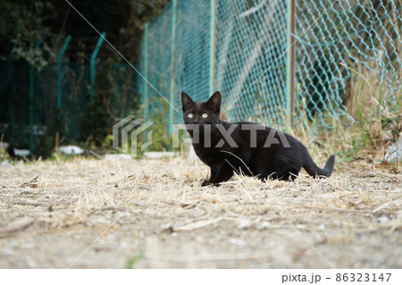 散歩中、突然現れた猫さんたち。一緒に日向ぼっこ。 散歩中、突然現れた猫さんたち。一緒に日向ぼっこ。 86323147