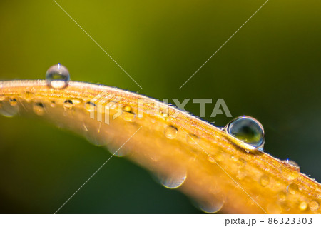 草の葉に付いた朝露 86323303