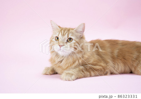 ピンクバックと見上げる猫のバストアップ ピンクバックと見上げる猫のバストアップ 86323331
