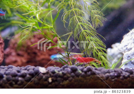 チェリーシュリンプ チェリーシュリンプ 86323839