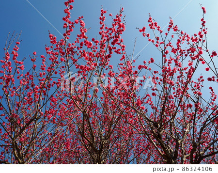 満開の紅梅と青空 86324106