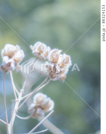 枯芙蓉 86324153