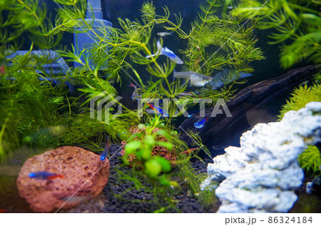 テトラとグッピーとシュリンプ 86324184
