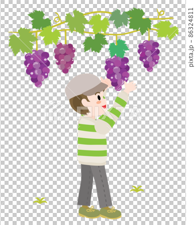ぶどう狩りをする男の子のイラスト ぶどう狩りをする男の子のイラスト 86324811