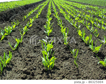 秋の朝のほうれん草畑風景 86325004