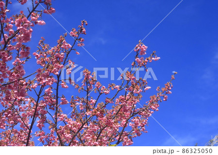 土肥桜満開 86325050