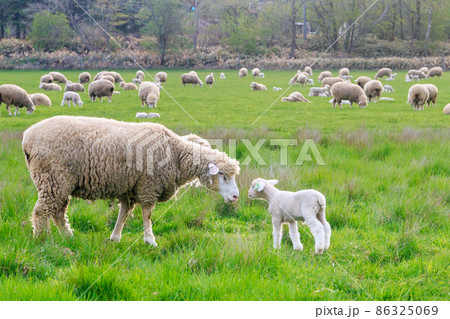 北海道恵庭市、羊の親子の微笑ましいひととき【5月】 86325069