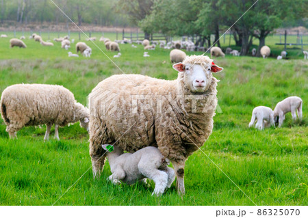 北海道恵庭市、ママのミルクを飲む子羊【5月】 86325070