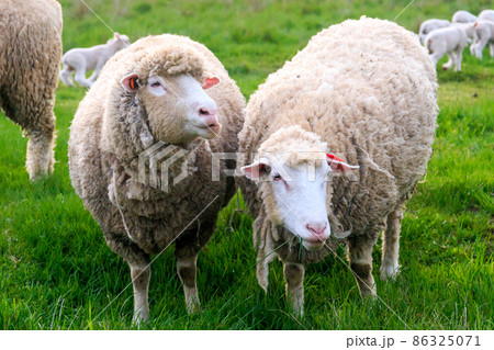 北海道恵庭市、微笑ましい羊の夫婦【5月】 86325071