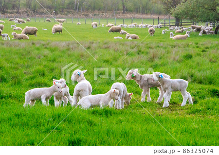 北海道恵庭市、無邪気に遊ぶ子羊たち【5月】 86325074