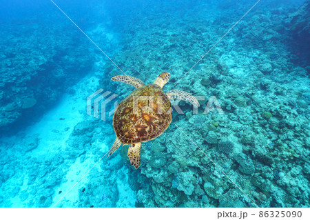 ウミガメ 86325090