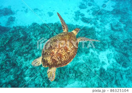 ウミガメ 86325104