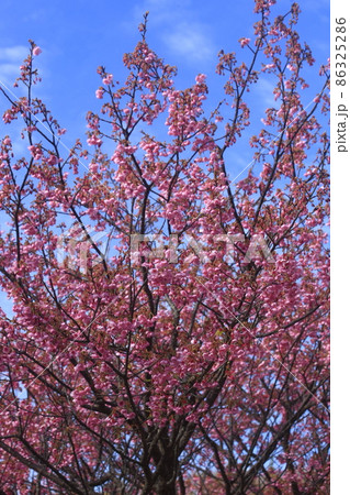 土肥桜満開 86325286