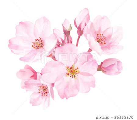 春の花：桜の花の水彩イラスト。クローズアップ。  86325370