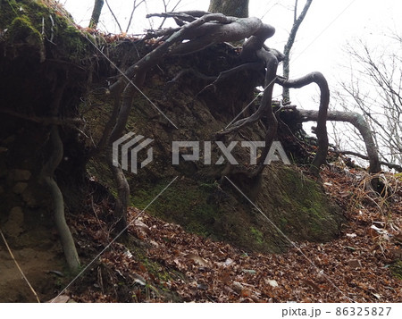 巨大な根 巨大な根 86325827