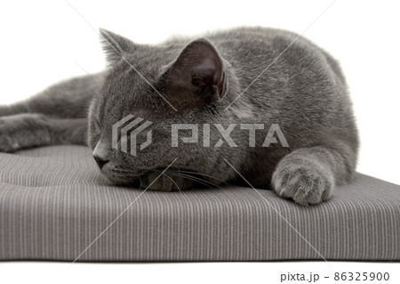 gray cat sleeps on a pillow 86325900