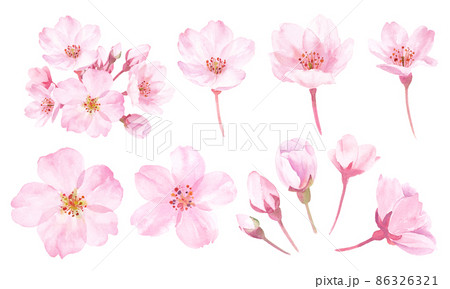 春の花：桜の花の水彩イラスト。構成要素のセット。 86326321