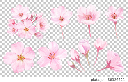 春の花：桜の花の水彩イラスト。構成要素のセット。 86326321
