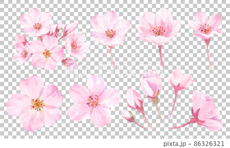 Spring flowers: Watercolor illustration of cherry blossoms. A set of components. Spring flowers: Watercolor illustration of cherry blossoms. A set of components. 86326321