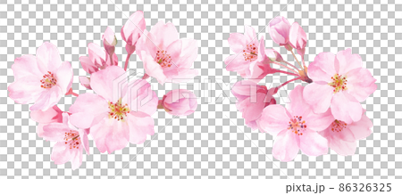 春の花：桜のクローズアップ2種。水彩イラスト。装飾。  86326325