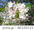 満開の桜 86326533