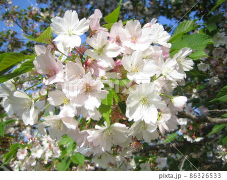 満開の桜 86326533