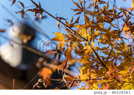 紅葉～もみじの写真素材 [86326561] - PIXTA