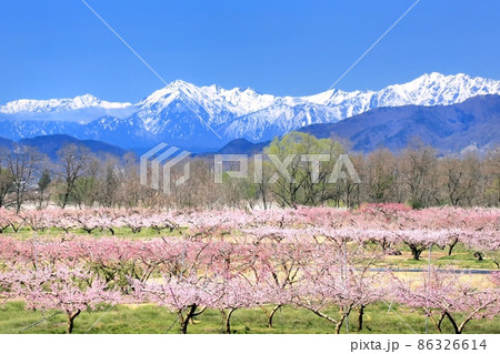 モモの花畑と北アルプス 86326614