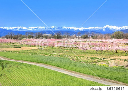 モモの花畑と北アルプス モモの花畑と北アルプス 86326615