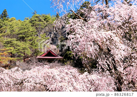 赤和観音のしだれ桜 86326817