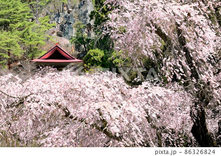 赤和観音のしだれ桜 赤和観音のしだれ桜 86326824