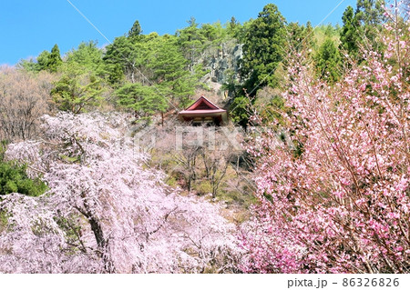 赤和観音のしだれ桜 赤和観音のしだれ桜 86326826