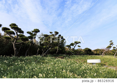 神奈川県三浦市城ヶ島の水仙 神奈川県三浦市城ヶ島の水仙 86326916