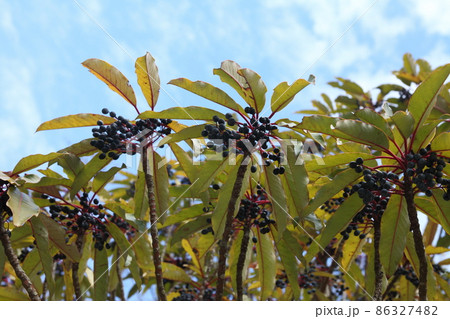ユズリハの黒い実 ユズリハの黒い実 86327482