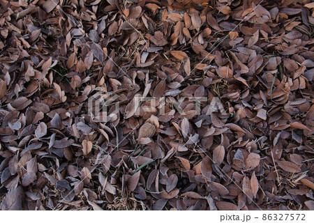 落葉 落葉 86327572