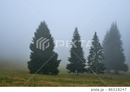 misty forest 86328247