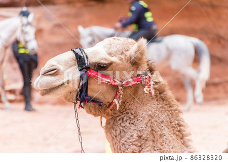 Bedouin camel's head in Petra. Bedouin camel's head in Petra. 86328320