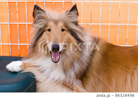 つくばわんわんランドの大型犬 つくばわんわんランドの大型犬 86328496