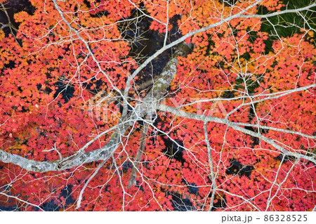 枯れ木と紅葉の写真素材 [86328525] - PIXTA